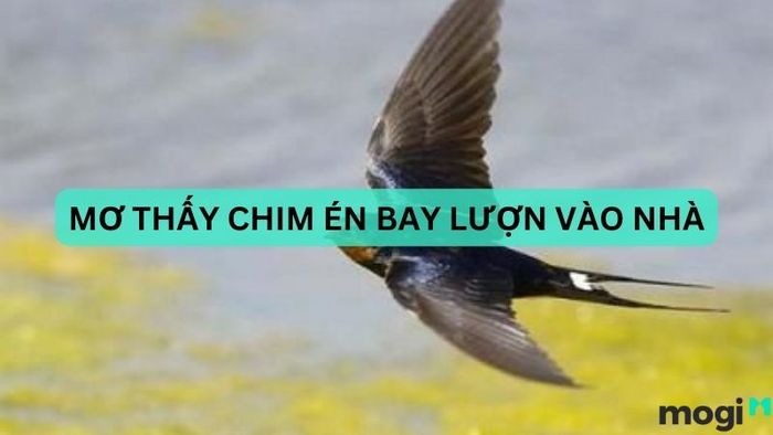 mơ thấy chim én bay lượn vào nhà
