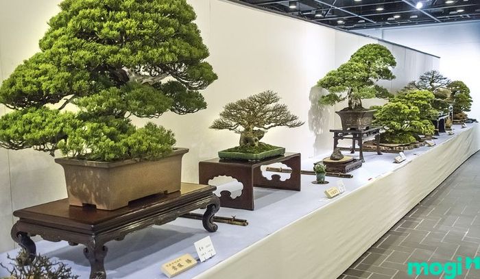 Bonsai là gì?