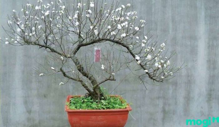 Bonsai là gì?