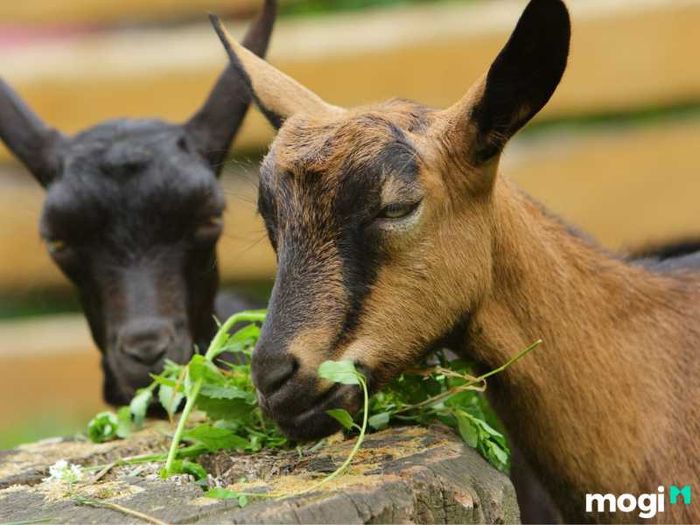 Người tuổi Mùi sinh vào giờ Tý thường có một cuộc sống êm đềm, nhưng cần chú ý đến việc quản lý tài chính để duy trì sự thịnh vượng lâu dài.