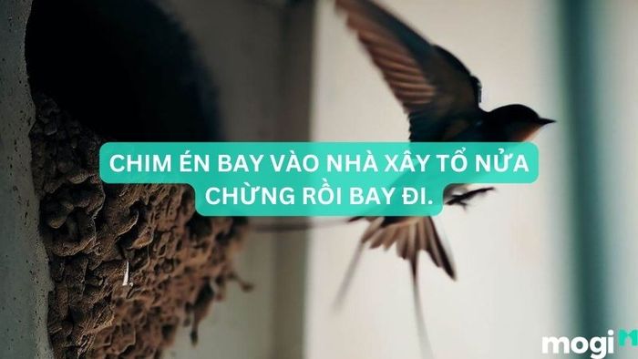Chim én bay vào nhà