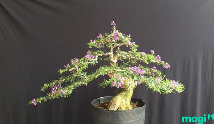 Bonsai là gì