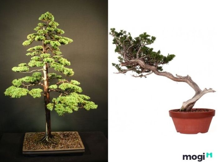 Bonsai là gì? Phân loại Bonsai theo dáng cây