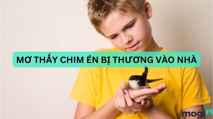 mơ thấy chim én bị thương bay vào nhà