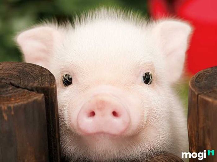 Người tuổi Hợi sinh vào giờ Tý thường là những người lạc quan, luôn nhìn đời với ánh mắt tích cực.