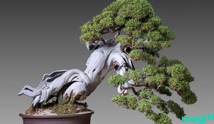 Bonsai là gì?