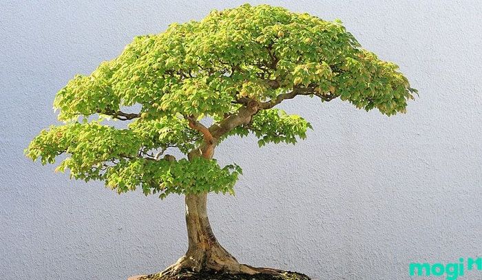 Khái niệm cây Bonsai là gì?