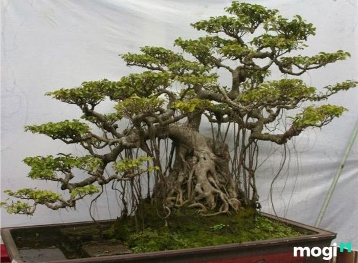 Bonsai là gì? Khám phá ý nghĩa chung của Bonsai