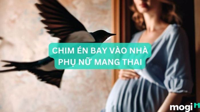Chim én bay vào nhà