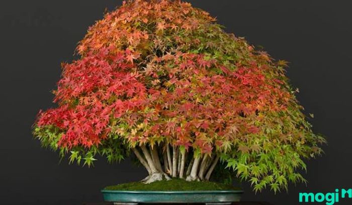 Bonsai là gì