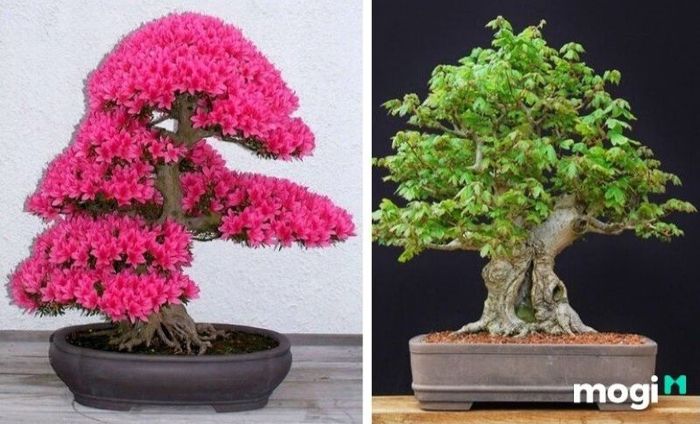 Bonsai là gì? Thế nào là một cây bonsai đẹp?