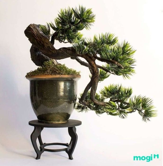 Bonsai là gì? Các cách phân loại cây khác nhau