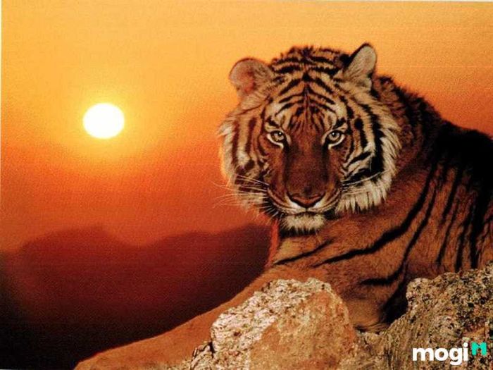 Người tuổi Dần sinh vào giờ Tý thường có tính cách mạnh mẽ, thẳng thắn và kiên cường, luôn quyết tâm theo đuổi mục tiêu đến cùng.