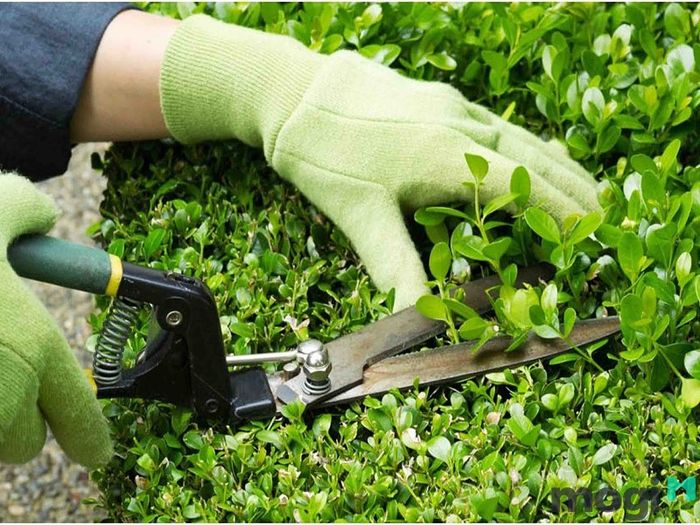 Chăm sóc khu vườn là một yếu tố quan trọng khi bạn muốn bán nhà tại Tân Phú. Đảm bảo rằng sân vườn gọn gàng và đẹp mắt sẽ tạo ấn tượng tốt cho khách thăm nhà.