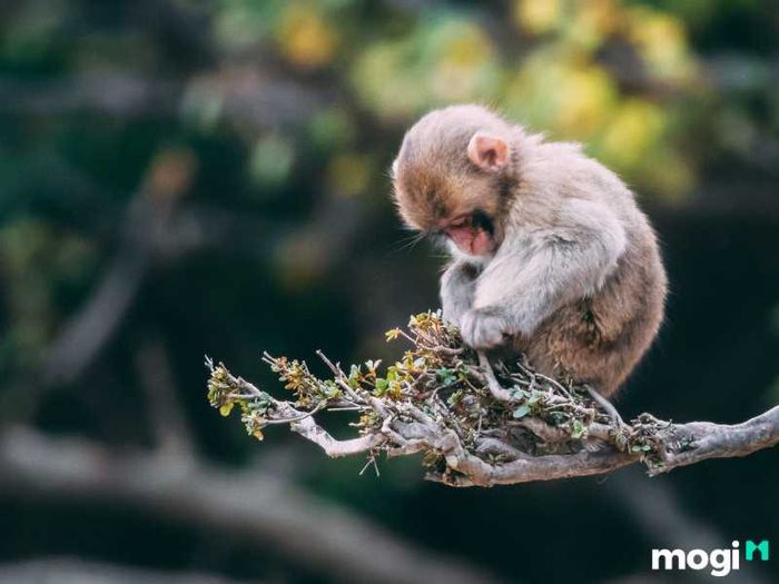 Nhìn chung, người tuổi Thân sinh vào giờ Tý thường có cuộc sống thuận lợi và gặp nhiều may mắn trong cả sự nghiệp lẫn cuộc sống gia đình.