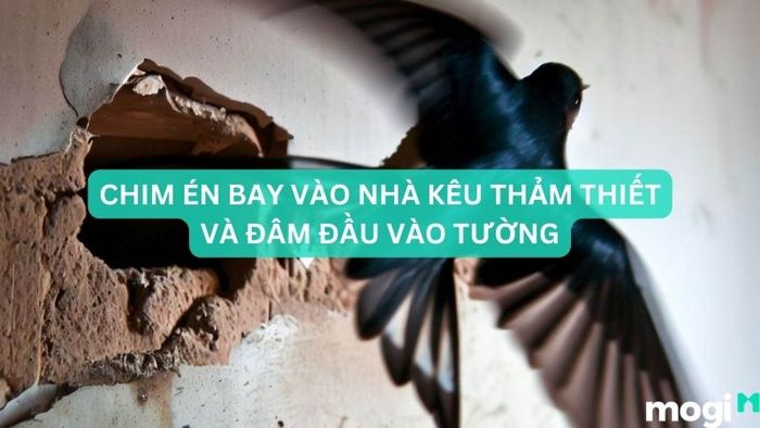 Chim én bay vào nhà
