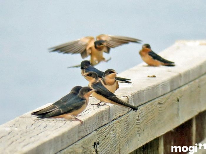 chim én bay vào nhà mang điềm lành hay điềm dữ?
