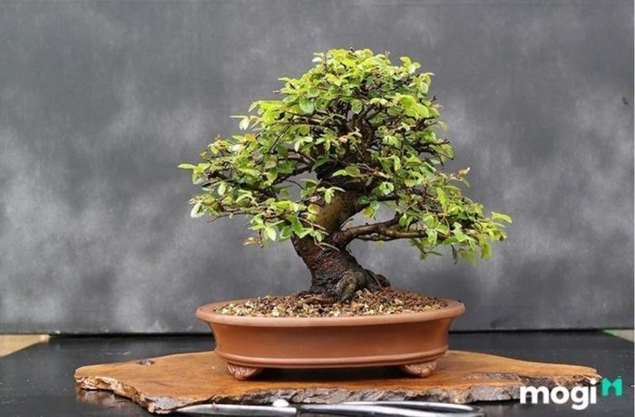 Bonsai là gì? Cách phân loại cây Bonsai
