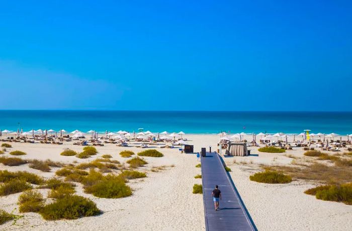 Endangered hawksbill turtles make their home in the sandy dunes along Saadiyat's beach, nesting in this protected haven.