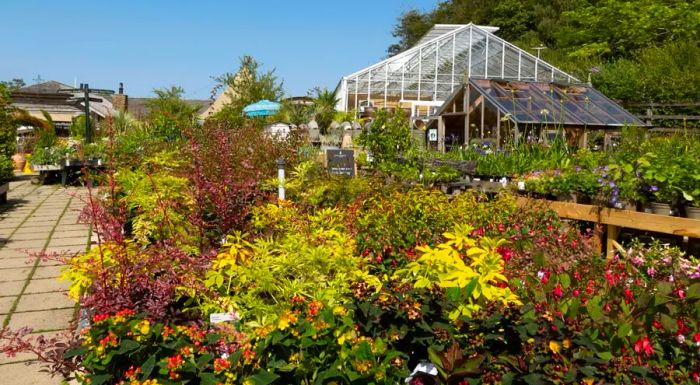 At the Duchy of Cornwall garden nurseries near Lostwithiel in Cornwall, UK, you'll find a wide range of plants and flowers for sale.