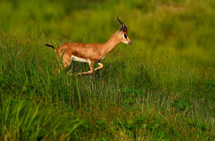 Arabian gazelles are sometimes seen on the golf course, like this one spotted during a 2017 tournament.