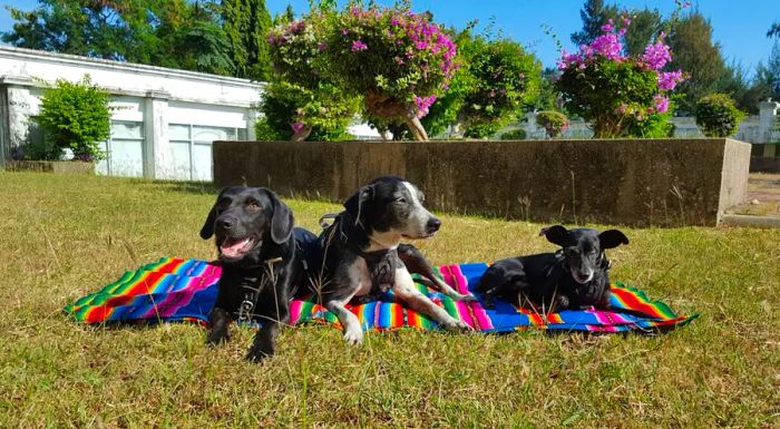 In 2015, the Clarkes added their second rescue dog, Shadow, to the pack, and in 2021, they rescued their third, Azra, in Turkey.