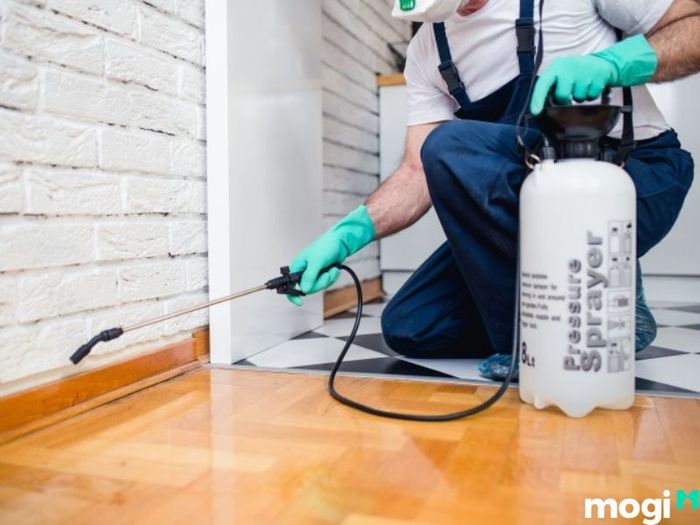 Phương pháp diệt mối trong tường nhà