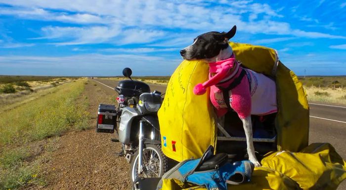 During their decade-long journey, the couple adopted a disabled dog named Weetie in Venezuela in 2014.