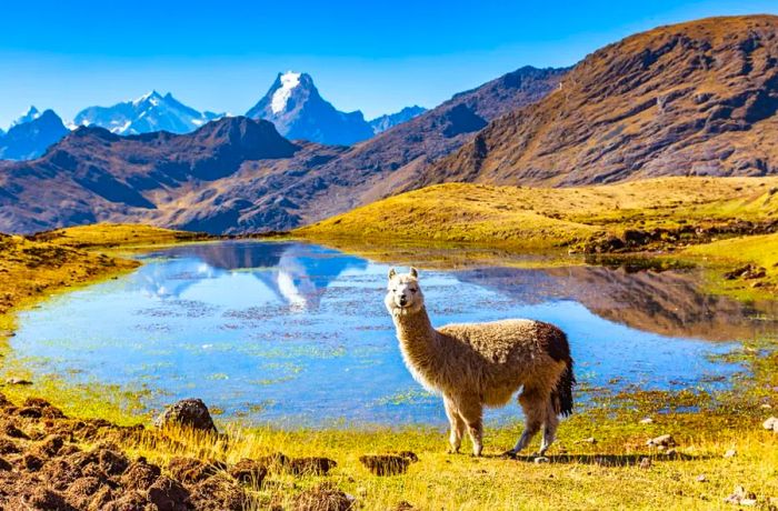 Among the highlights of their travels were picturesque alpaca encounters high in the Peruvian Andes.