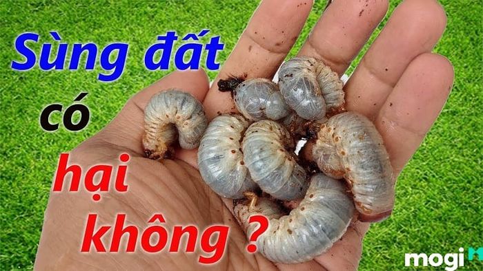 sùng đất