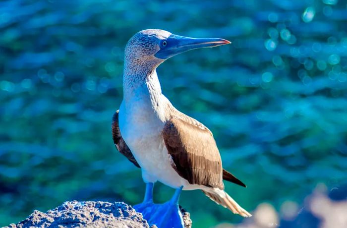 The Galapagos Islands attract visitors with their incredible range of wildlife, including the famous blue-footed booby.