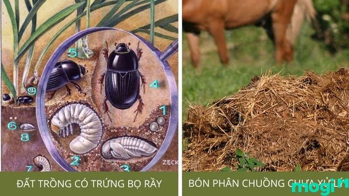 sùng đất