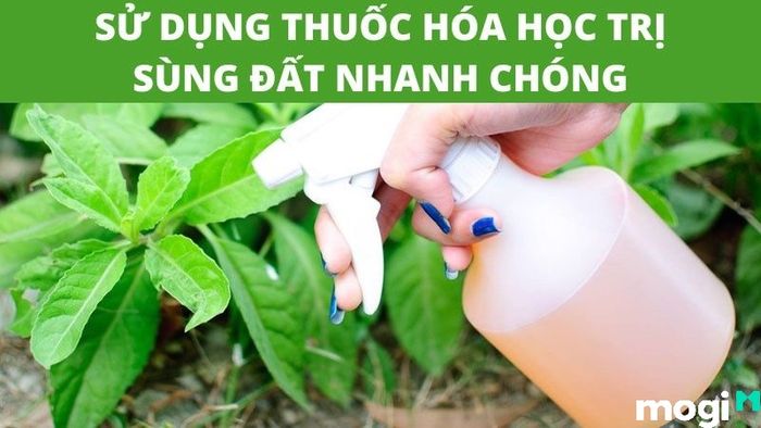 Sùng đất