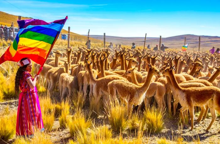 The couple participated in the annual Chacu festival in Peru, where wild vicunas are rounded up and sheared.