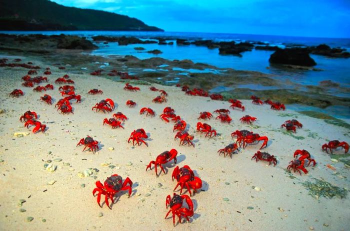 The red crabs make their way to the sea at Christmas Island's Ethel Beach during their annual migration.