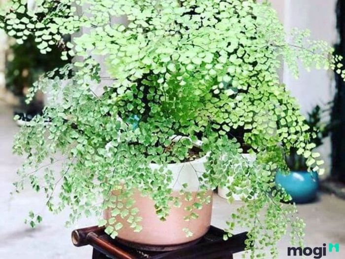 Ý Nghĩa Phong Thủy Cây Tóc Thần Vệ Nữ