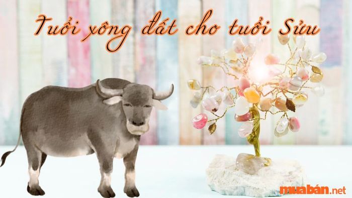 Tuổi xông đất hợp mệnh cho gia chủ tuổi Sửu trong năm 2024