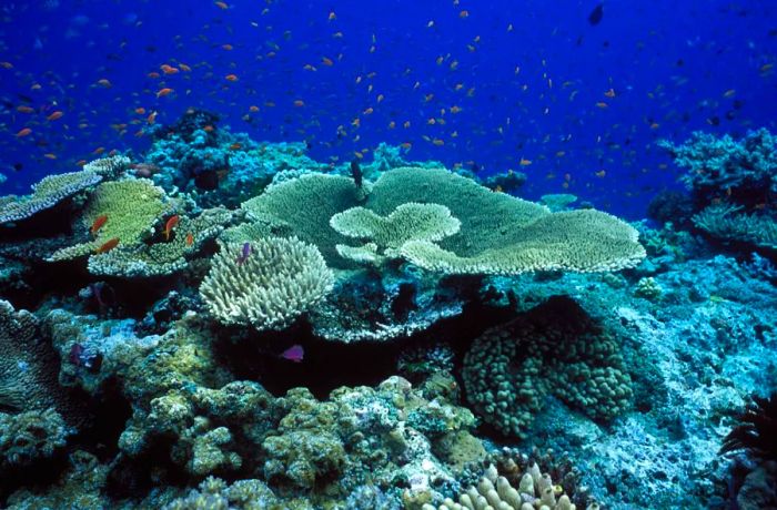 The Great Barrier Reef spans an area of almost 133,000 square miles.