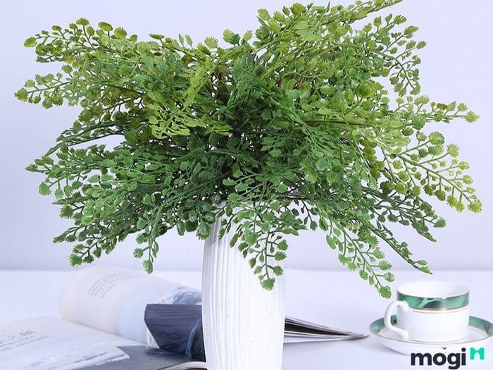 Cây Tóc Thần Vệ Nữ