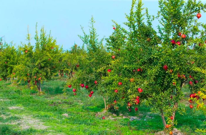 The annual pomegranate harvests have inspired the creation of a beloved festival in Azerbaijan.