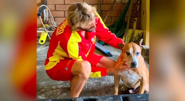 Mitch, the dog, was safely rescued by Surf Lifesaving Queensland.