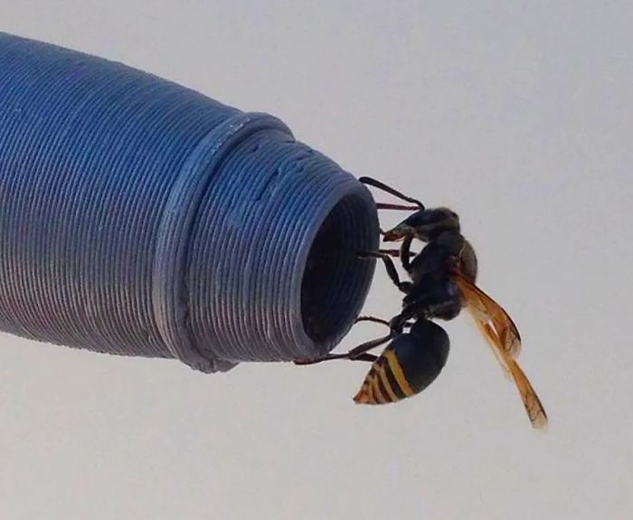 A keyhole wasp rests on a 3D-printed De Havilland Dash-8 pitot probe.