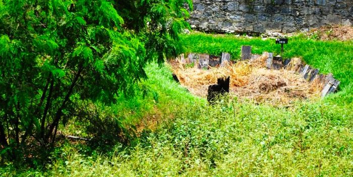 You can visit a Jamaican rum distillery, but don’t expect to get a close-up view of the muck pit, which plays a vital role in the rum-making process.