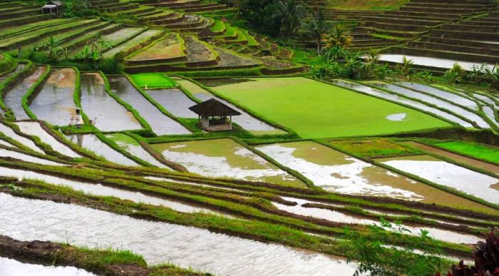 The Tabanan Regency in Bali is renowned for its iconic rice terraces.