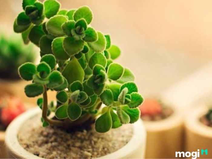 cây Nhất Mạt Hương