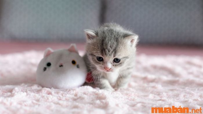 Người tuổi Mão sinh vào giờ Tuất có số mệnh thế nào?