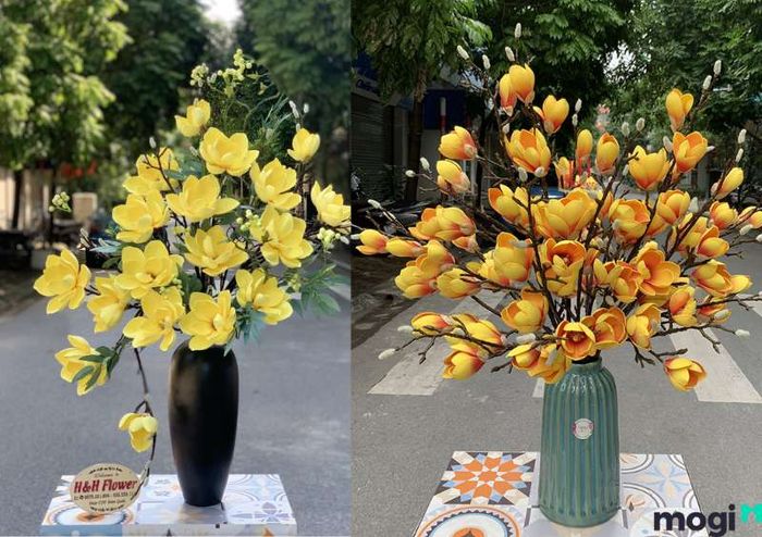 Hoa Mộc Lan màu vàng mang đến may mắn và tài lộc, là biểu tượng của sự thịnh vượng và sự khởi đầu thuận lợi trong cuộc sống.