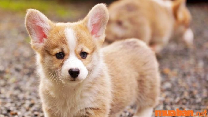 Phong cách tân cổ điển trong thiết kế nhà 2 mặt tiền