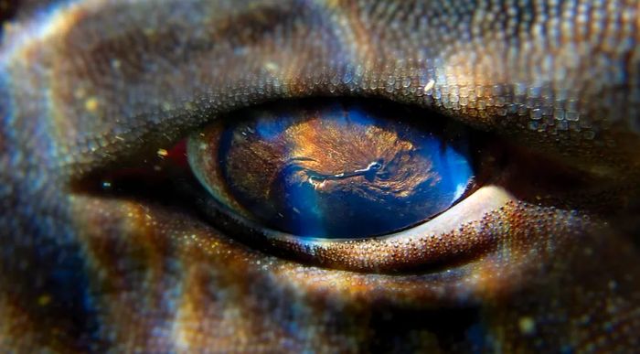 Throughout the years, Foster has captured thousands of intimate wildlife photos, including an extraordinary close-up of a pyjama catshark's eye.