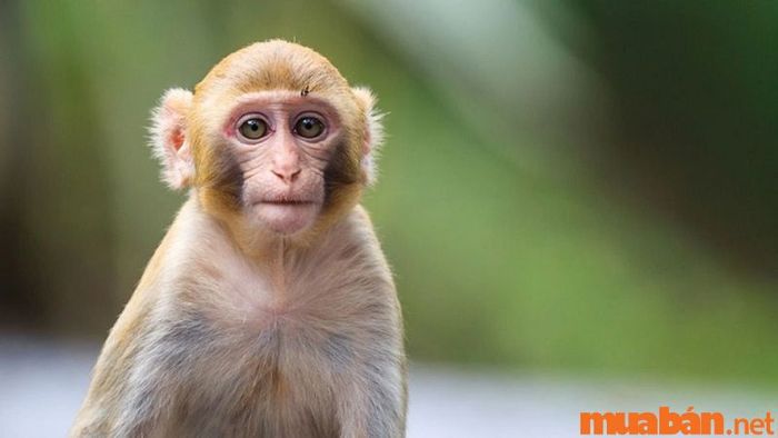 Người tuổi Thân sinh vào giờ Tuất